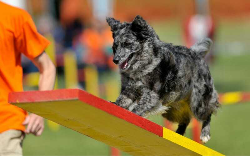 Mudi Doing Agility