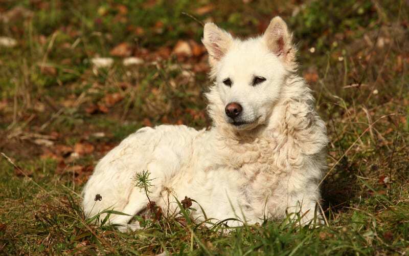 Mudi Puppy For Sale