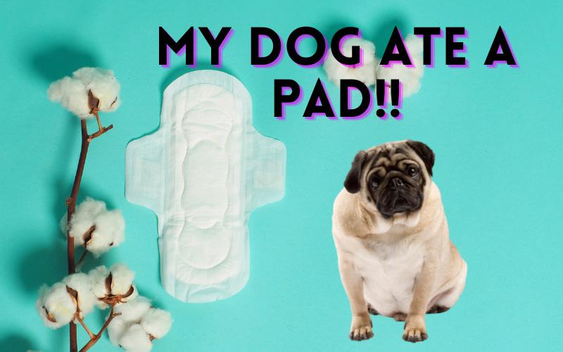 My Dog Ate A Pad