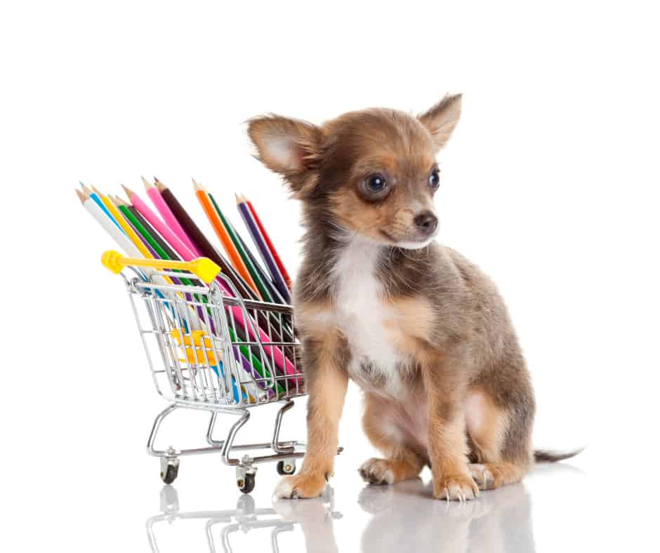 My Dog Ate Colored Pencil