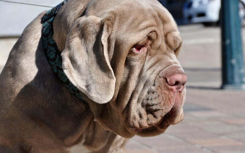 Neapolitan Mastiff Rescue