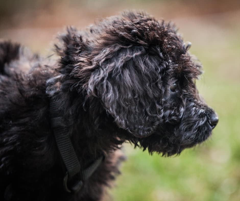 Newfypoo Puppy
