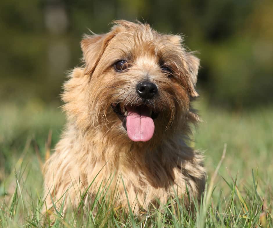 Norfolk Terrier Rescue