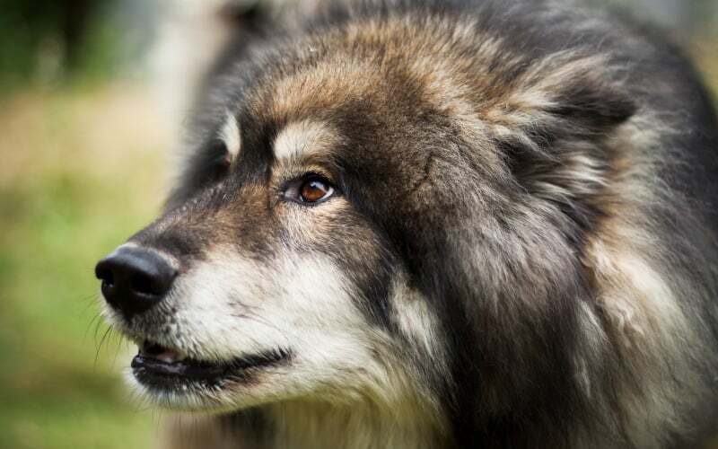Northern Inuit Dog Looks