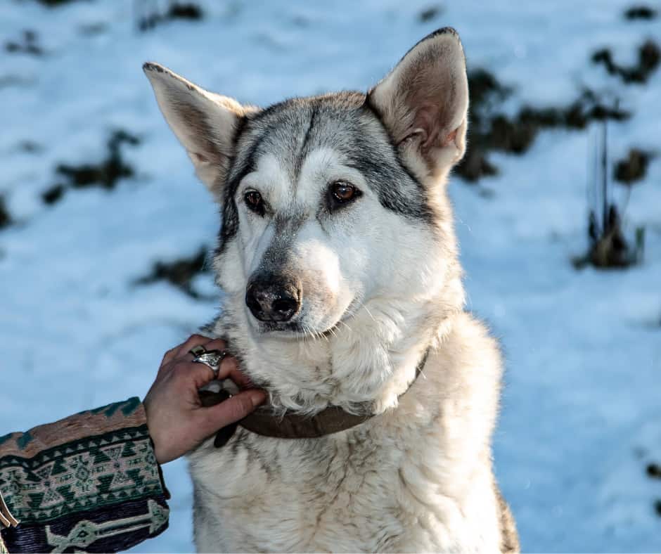 Northern Inuit Dog