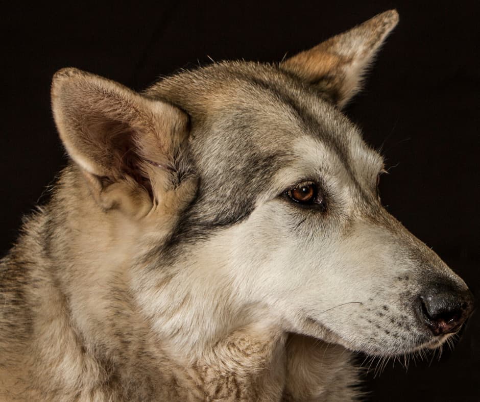 Northern Inuit