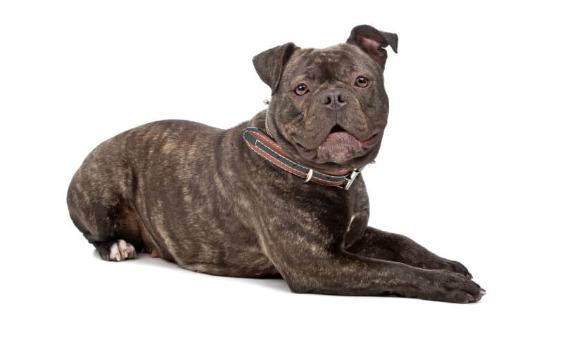 Old English Bulldog Puppy For Sale