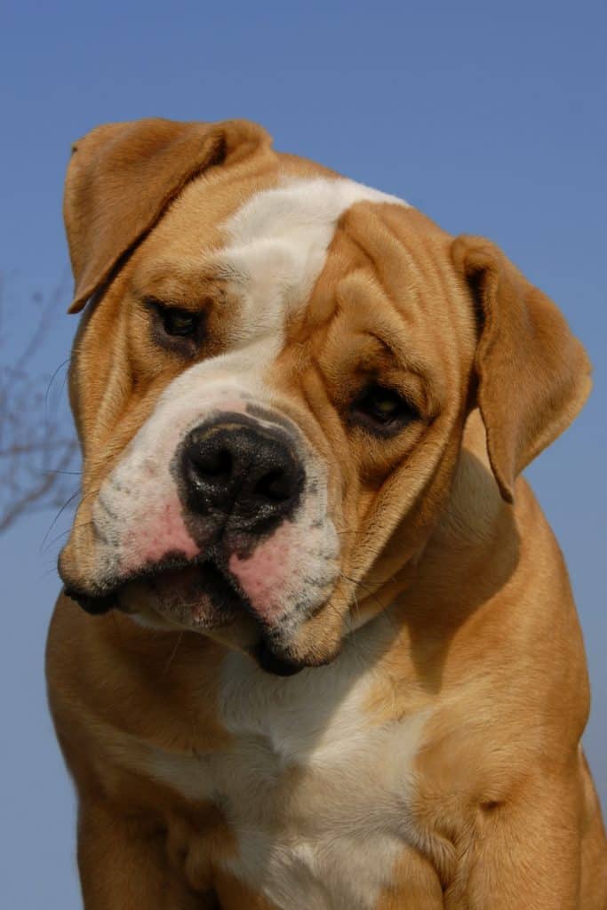 Old English Bulldog Rescue