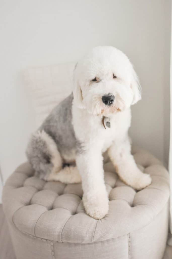 Old English Sheepdog Puppy For Sale