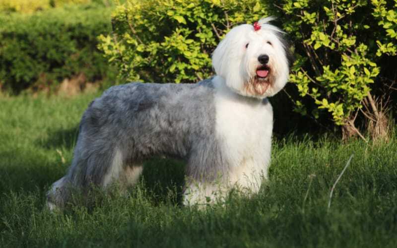 Old English Sheepdog Rescue