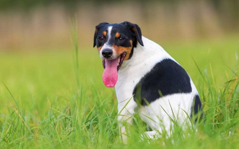 Parson Russell Terrier Rescue