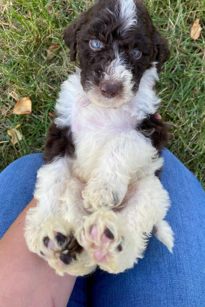 Parti Poodle