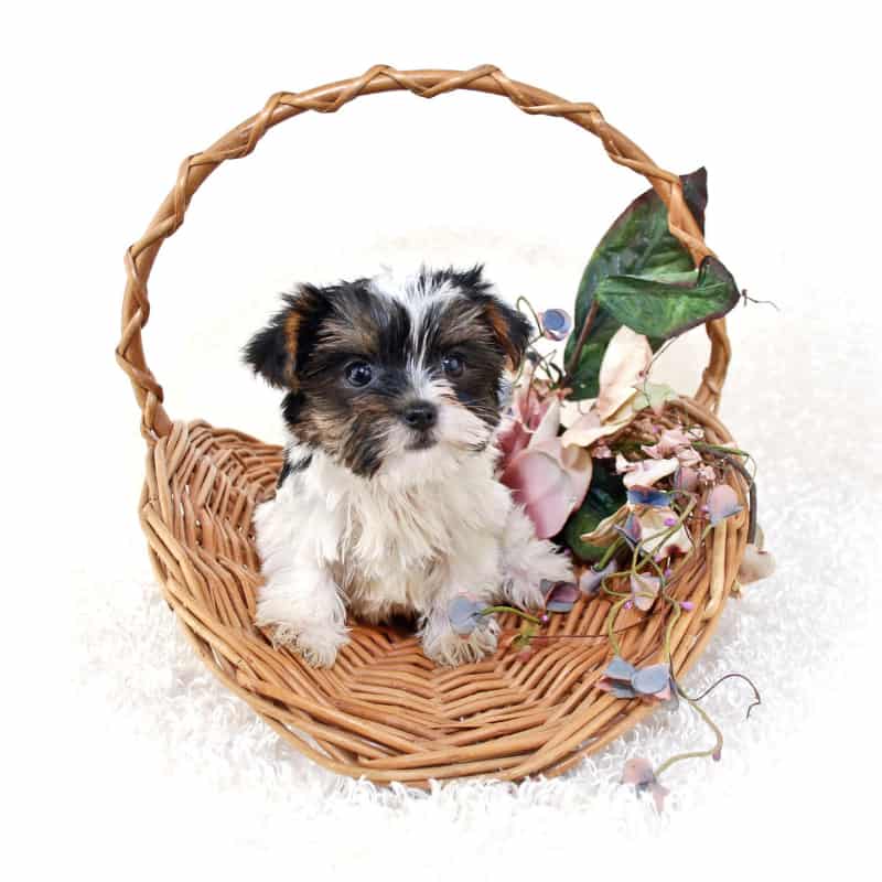 Parti Yorkie Puppies For Sale