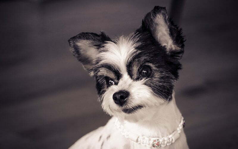 Parti Yorkie Puppy For Sale