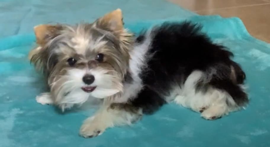 Parti Yorkie Rescue