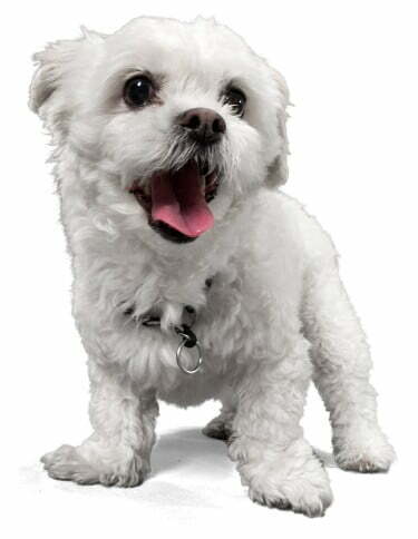 Peekapoo Dog