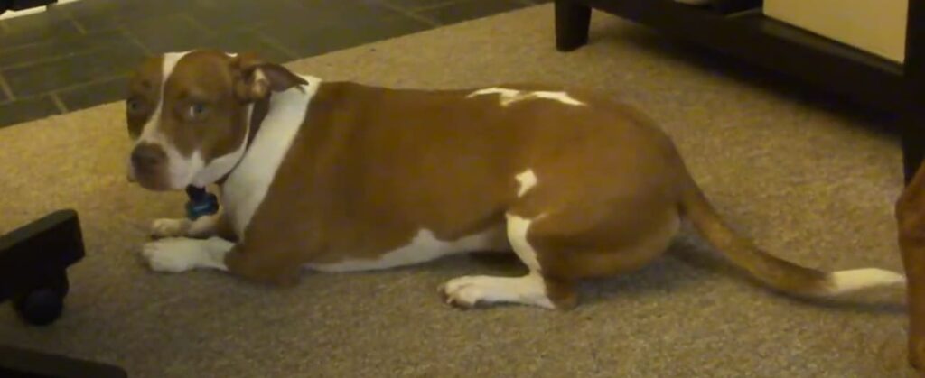 Pitbull Corgi Mix