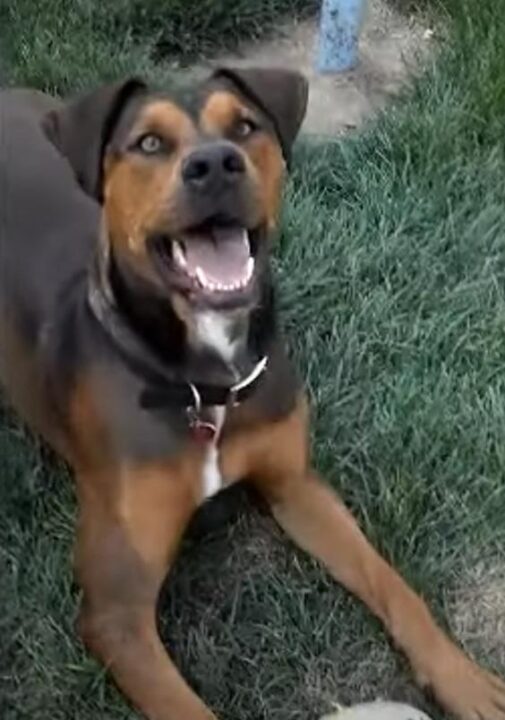 Pitbull Doberman Mix