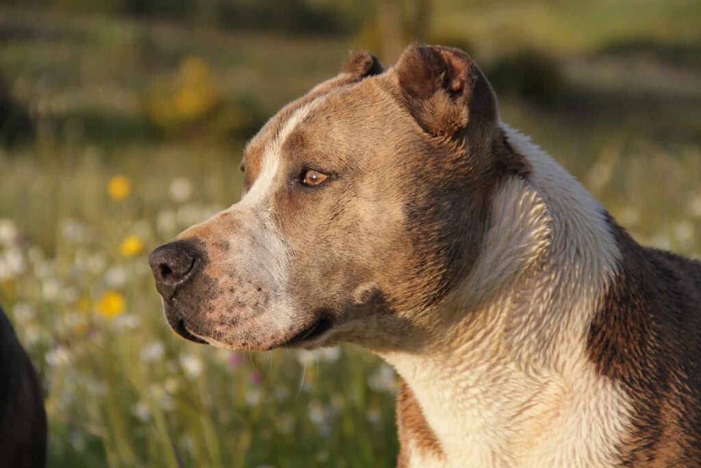 Pitbull Dog