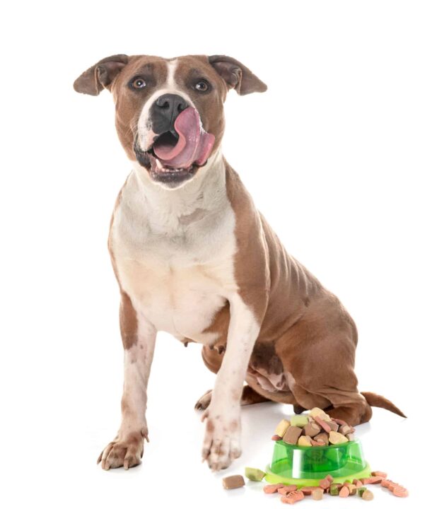 Pitbull Eating Food