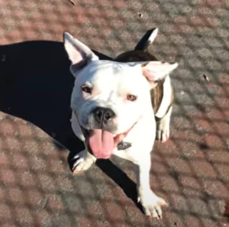 Pitbull French Bulldog Mix