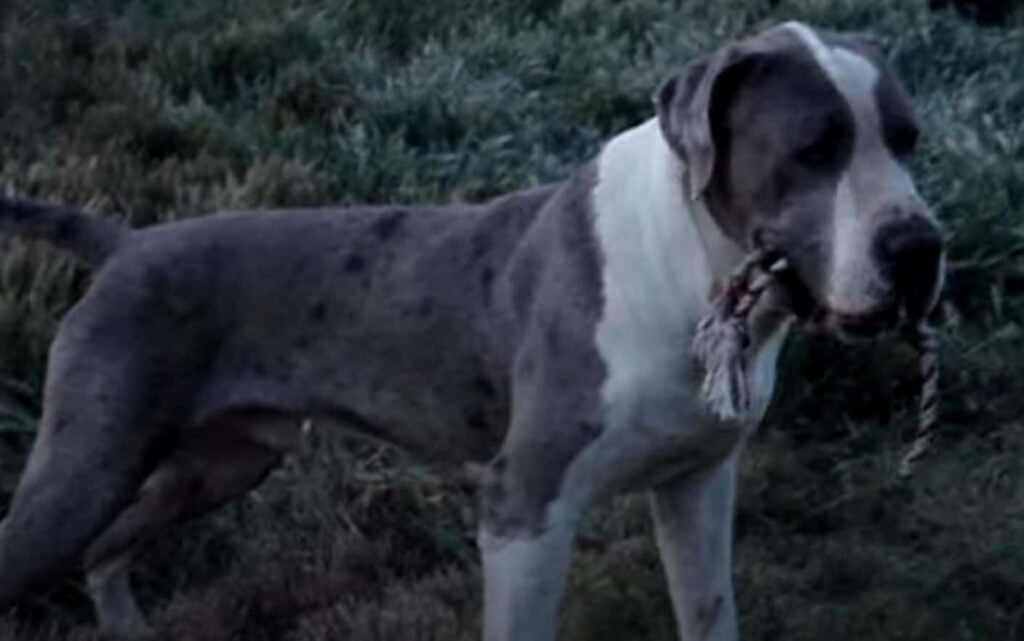 Pitbull Great Dane Mix