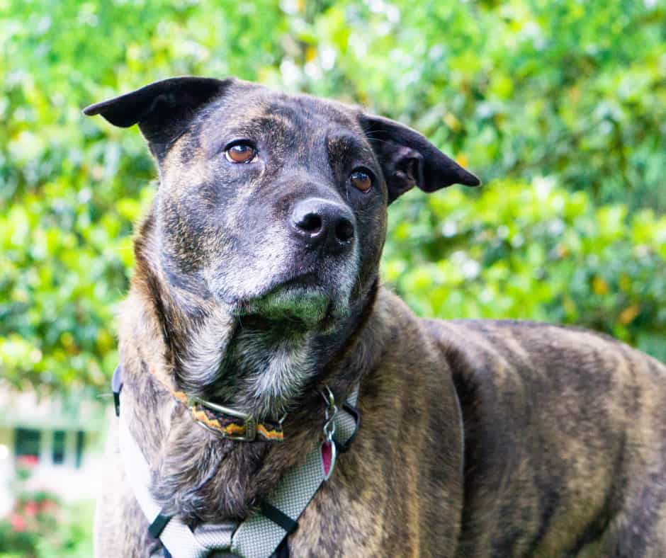 Pitbull Labrador Mix