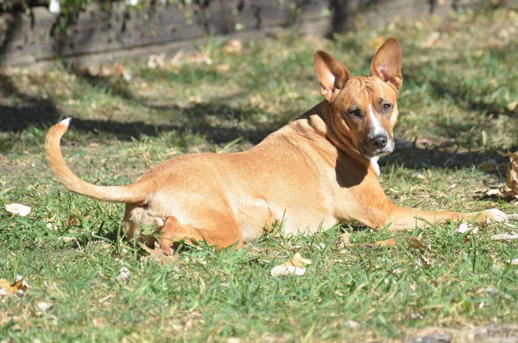 Pitbull Mix