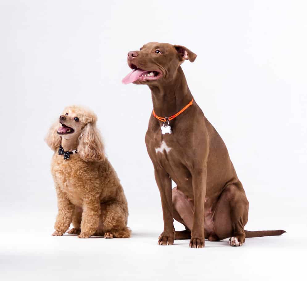 Pitbull Poodle Mix