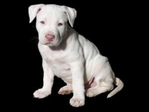 Pitbull Puppy