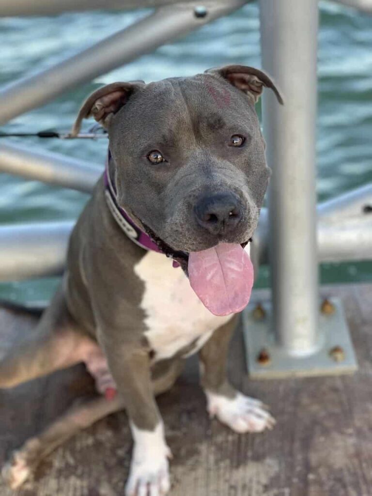 Pitbull Shampoo
