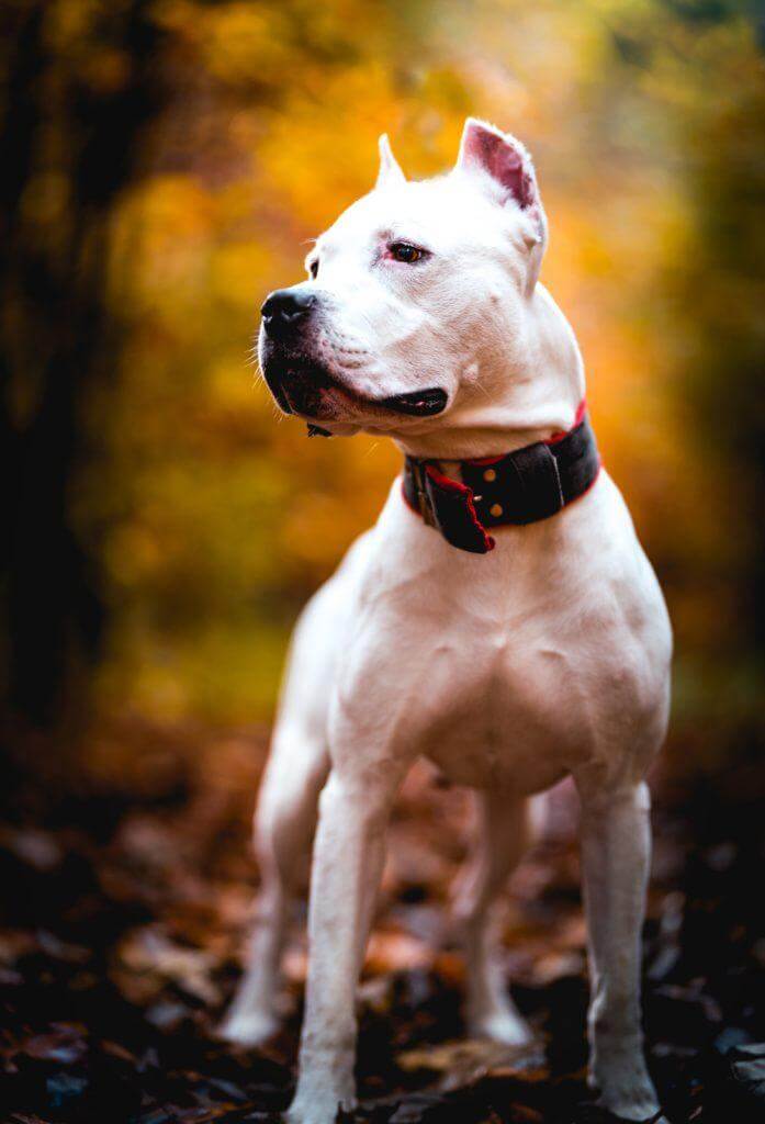 Pitbull Terrier