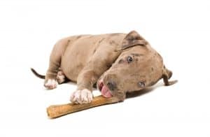 Pitbull with Bone