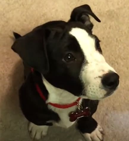 Pitdoodle