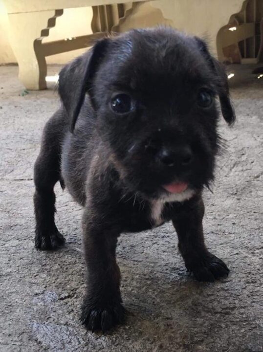 Pitshih Puppy