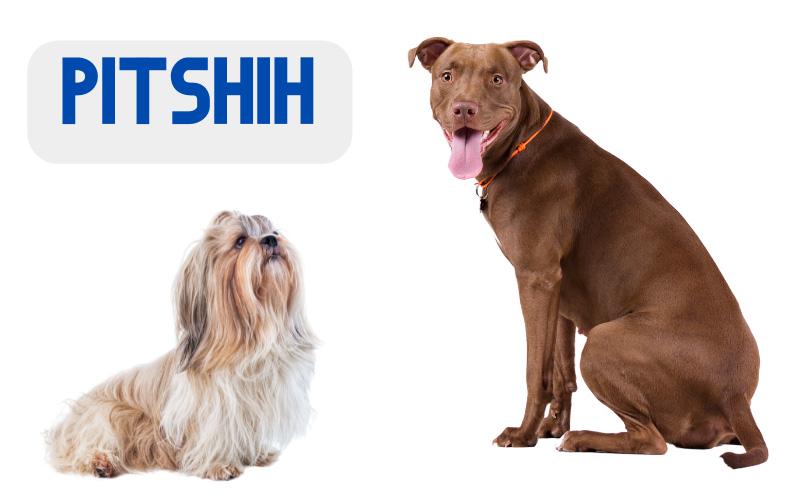 Pitshih