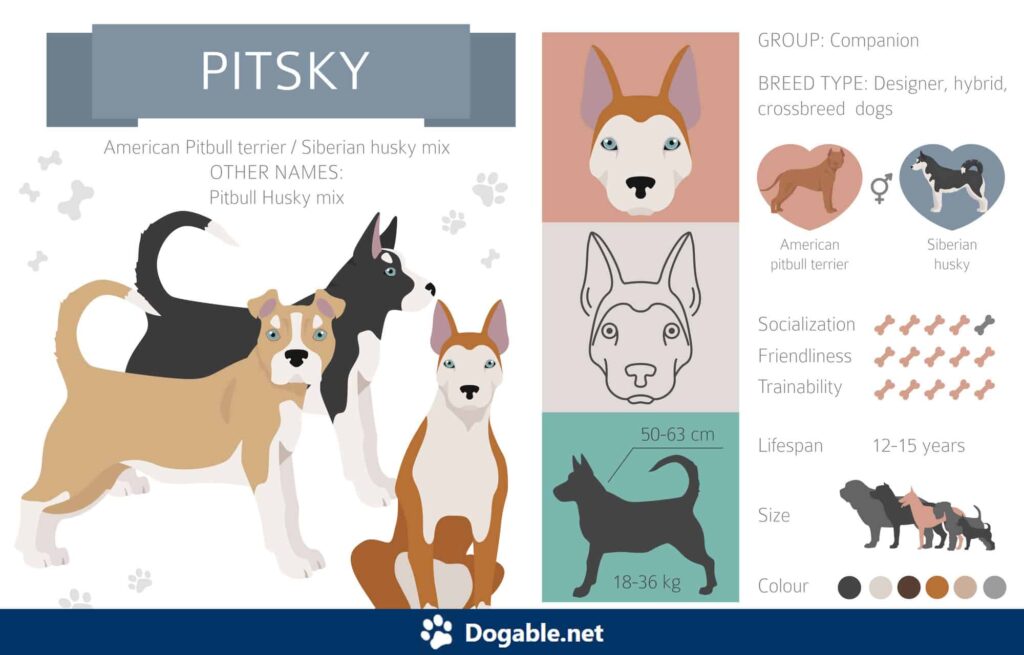 Pitsky Infographic