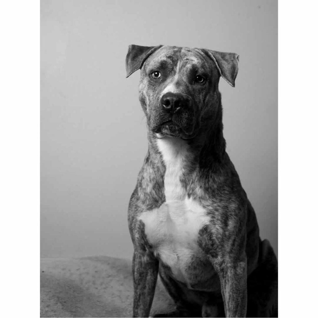 Pitsky Mixed Breed