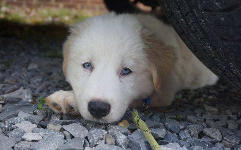 Pitsky Puppy