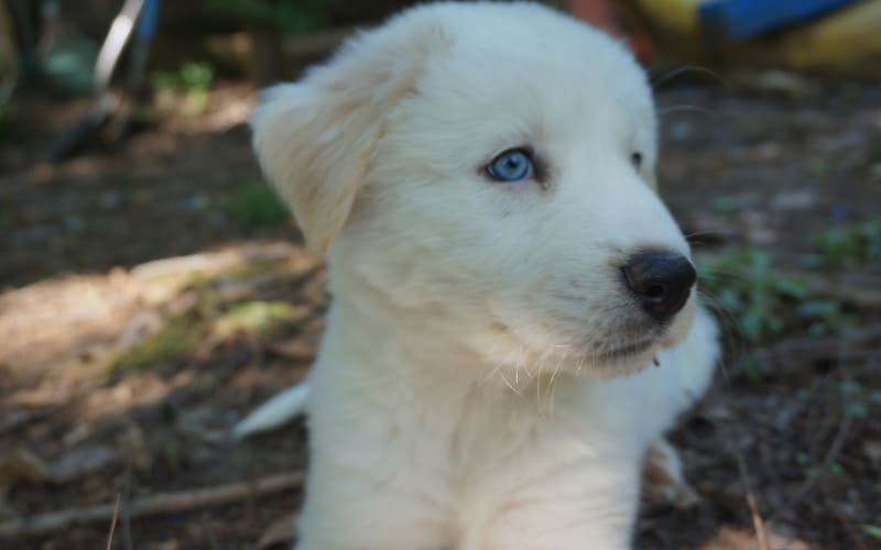 Pitsky