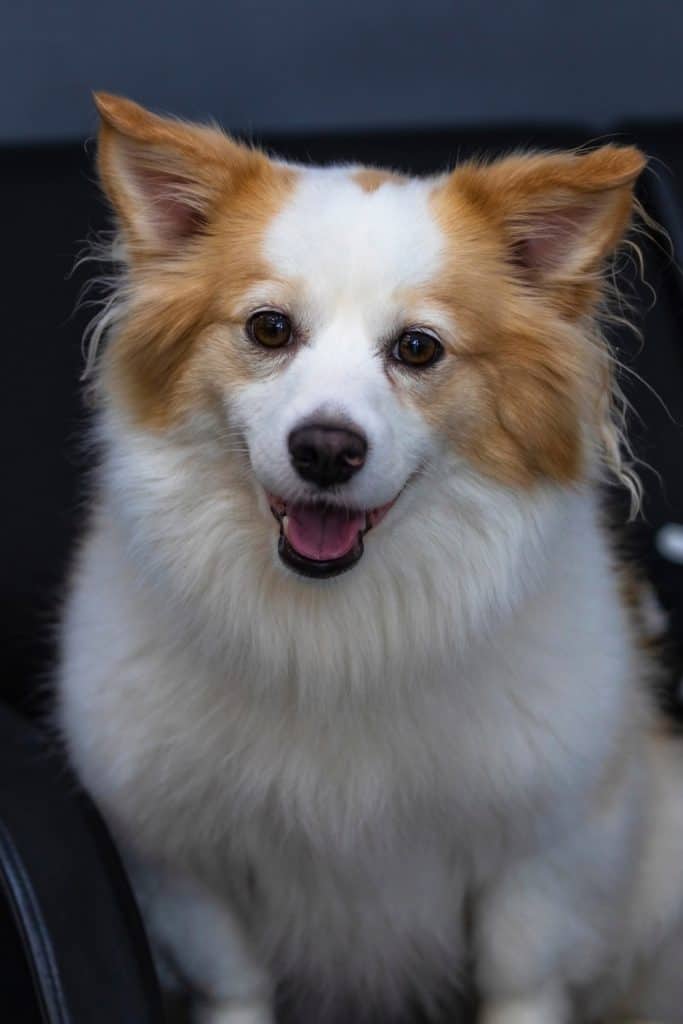 Pomchi
