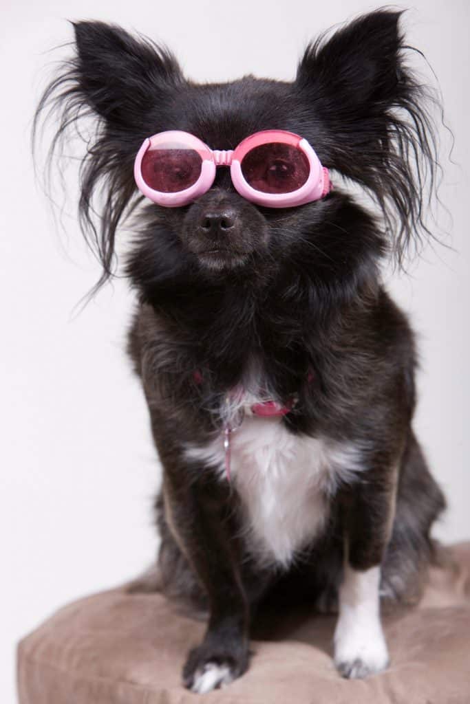 Pomchi Adult