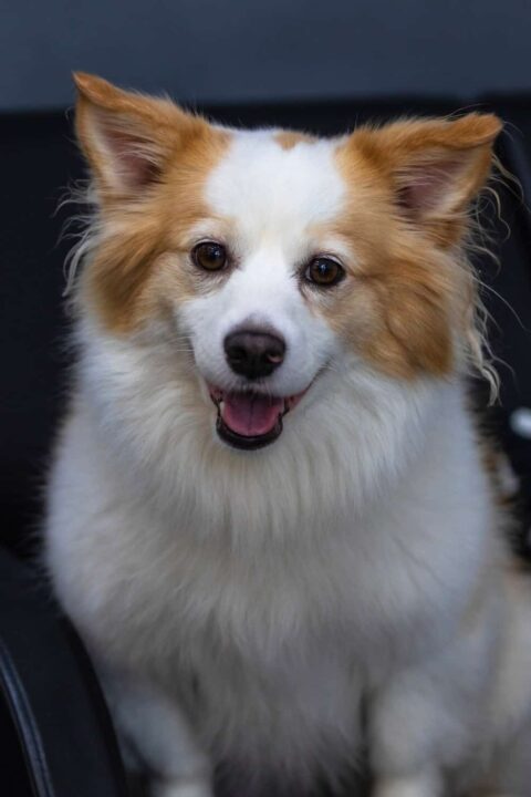 Pomchi