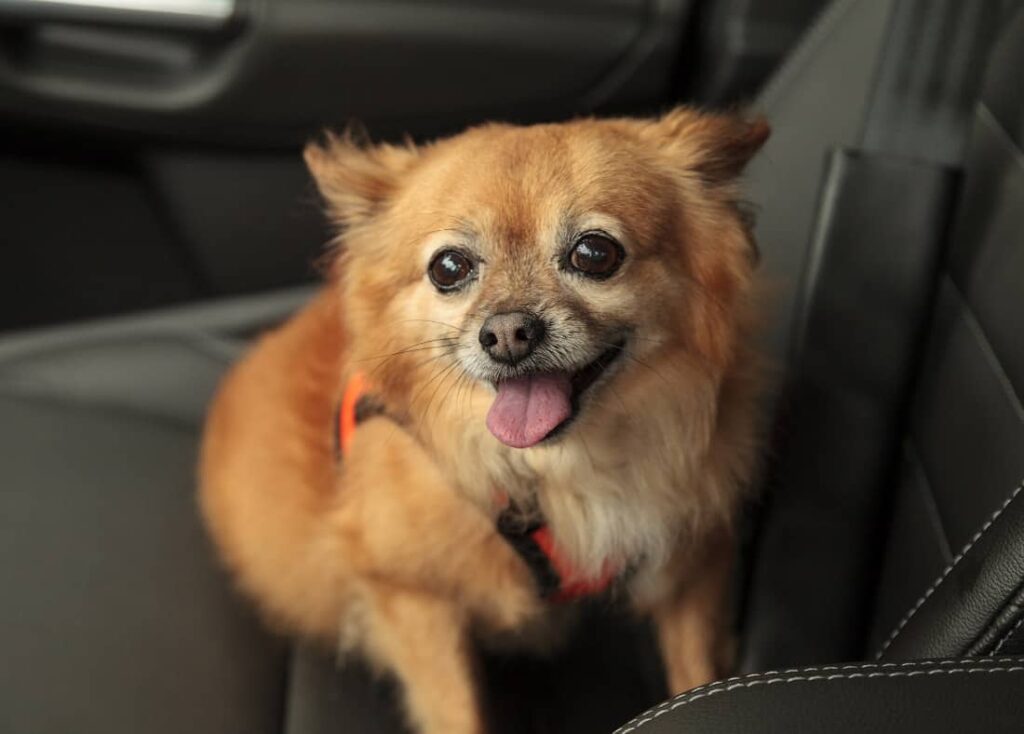 Pomeranian Chihuahua Mix
