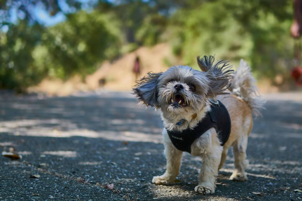 Pomeranian Shih Tzu Mix