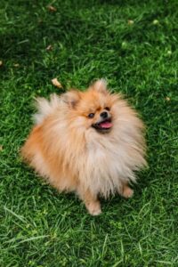 Pomeranian Sitting