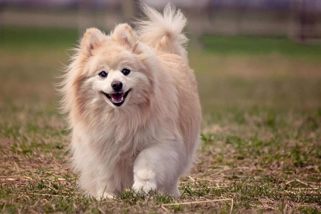Pomeranian Walking