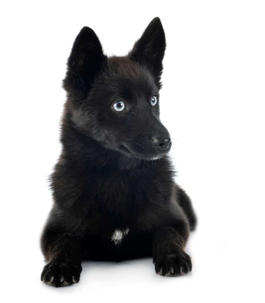Pomsky Dog Breed