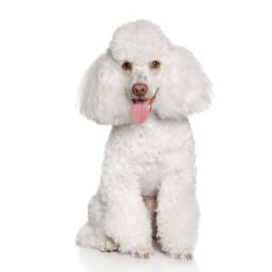 Poodle
