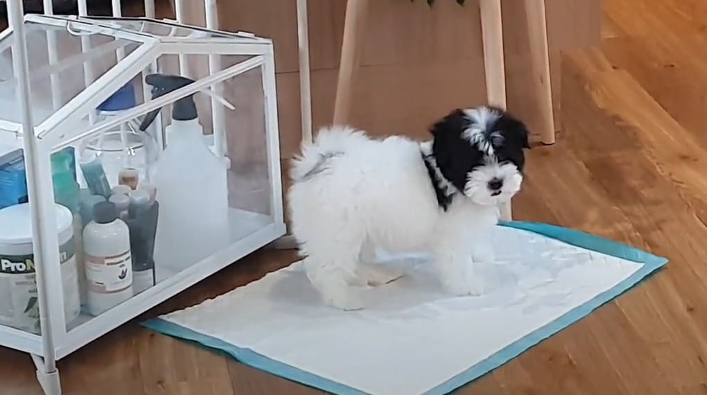 Pooton Puppy